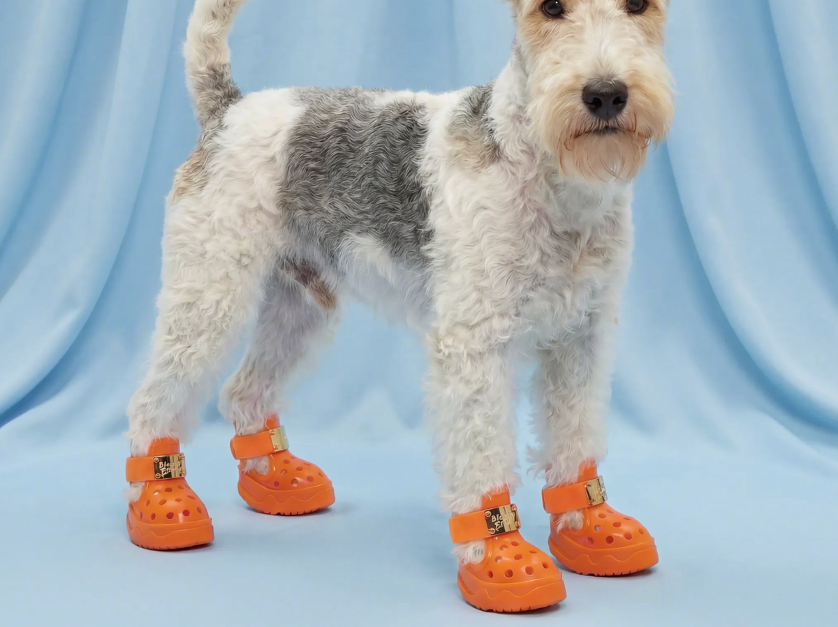Dog Shoes Singapore | 新加坡狗狗鞋