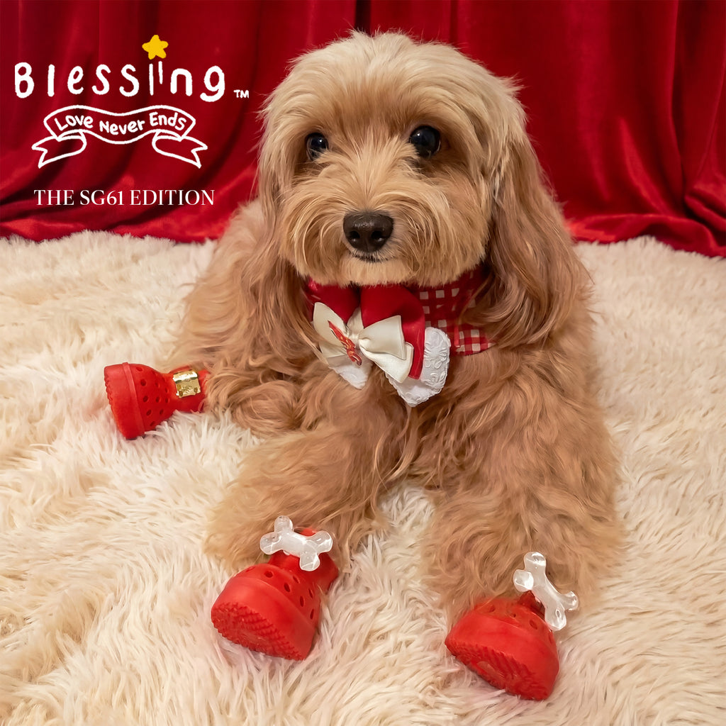 Cute poodle dog wearing Blessingmychild SG61 limited edition star-red pet sandals for the Singapore National Day holiday parade