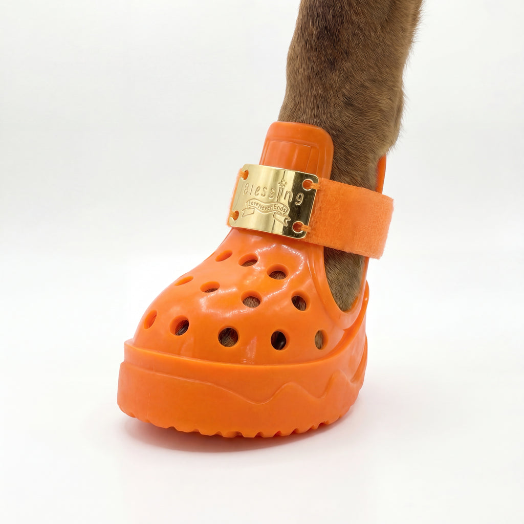 Front close-up shot of a dog wearing Blessingmychild V1 limited edition Kelly Orange shoe highlighting the shiny front-facing brand gold plate