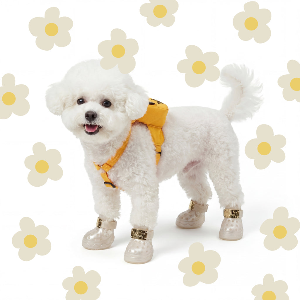 A fluffy white Bichon Frise dog standing against a white daisy background wearing Blessingmychild V1 classic pearl white pet sandals