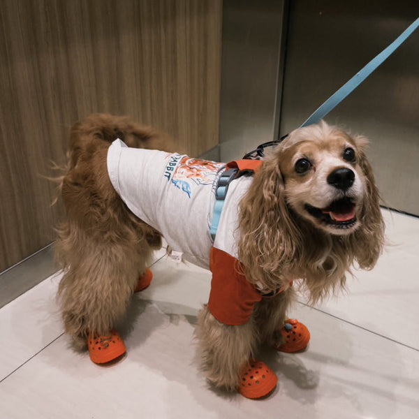 Customer dog wearing BLESSING orange dog sandals indoors
