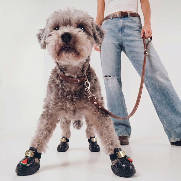 Customer dog wearing BLESSING black dog shoes on a walk