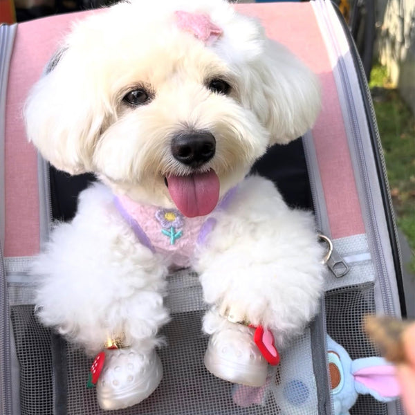a dog wearing BLESSING little pearl dog sandals outdoors