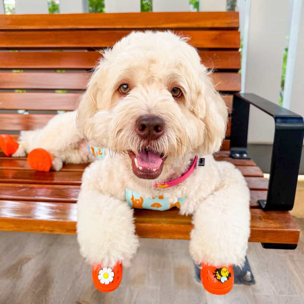 a dog wearing BLESSING orange Kelly dog sandals outdoors