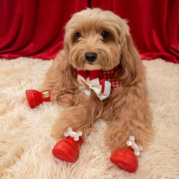 a dog wearing BLESSING red SG61 Edition dog sandals